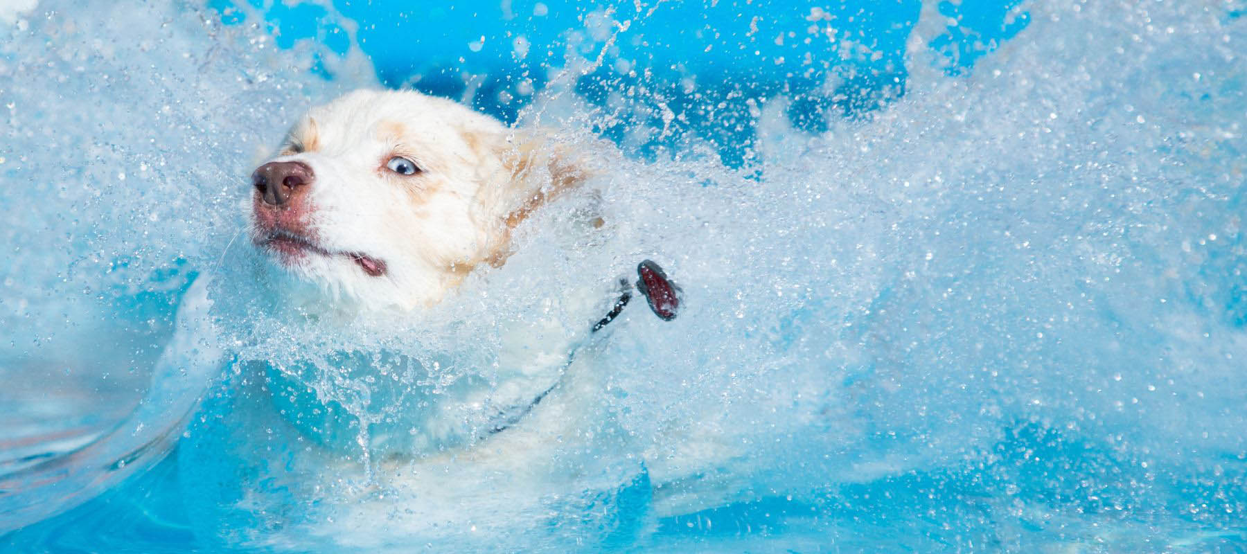 sparkling clean pool water for the entire family