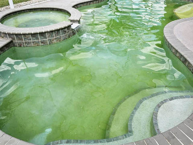 why does my pool turn green